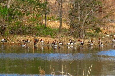 カモ_200129_東淡水池