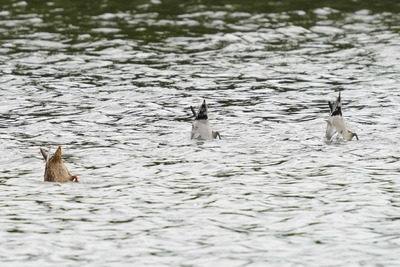 マガモ・オナガガモ_240929_東京港野鳥公園_潮入りの池_公財日本野鳥の会_レンジャー青木撮影
