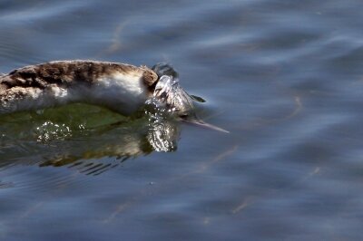 カンムリカイツブリ_20200223_東京港野鳥公園_恩田幸昌_MG_4859_trim