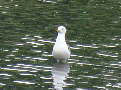 ウミネコー190529－潮入りの池