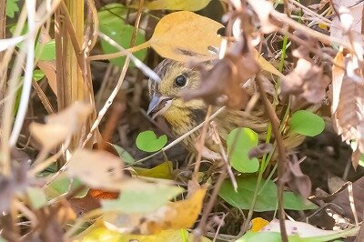 DSC_0890-DeNoiseAI-standard