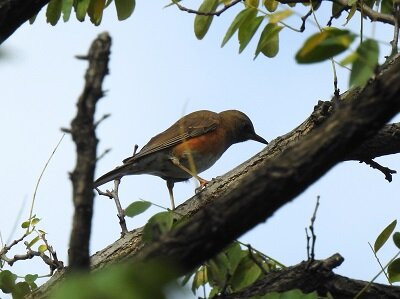 2024年11月19日の野鳥公園 : 東京港野鳥公園 レンジャーブログ