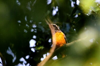 ジョウビタキ_231028_東京港野鳥公園_恩田幸昌_MG_9430_trim