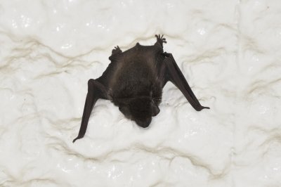 アブラコウモリ_190727_ネイチャーセンター (2)