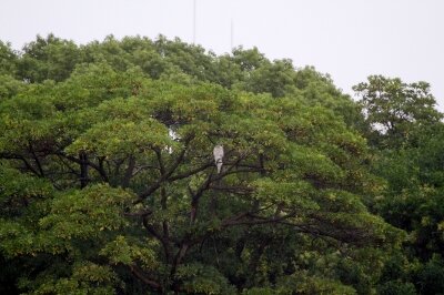 オオタカ_221007_東京港野鳥公園_恩田幸昌_MG_3577_trim