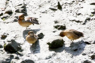 コガモ_230915_東京港野鳥公園_恩田幸昌_MG_7140_trim