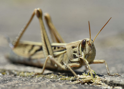 ツチイナゴ_240526_東京港野鳥公園_芝生広場_公財日本野鳥の会_レンジャー青木撮影2