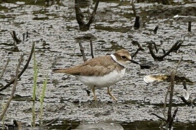 イカルチドリ_20200926_東京港野鳥公園_レンジャー撮影
