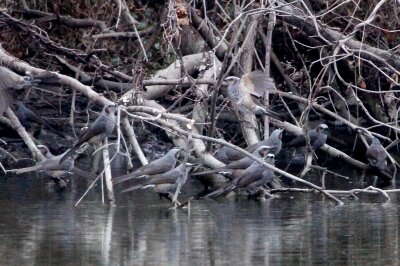 ヒヨドリ_230224_東京港野鳥公園_恩田幸昌_MG_7563_trim