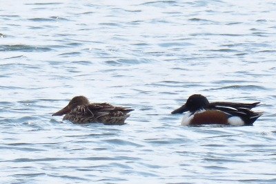 190316_ハシビロガモ_潮入りの池_青木撮影