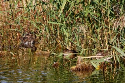 コガモ_211028_東京港野鳥公園_恩田幸昌_MG_9970_trim