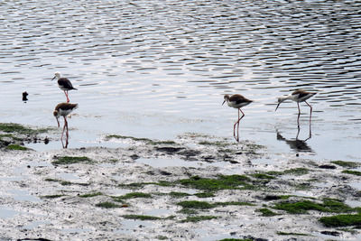 IMG_0020 - コピー