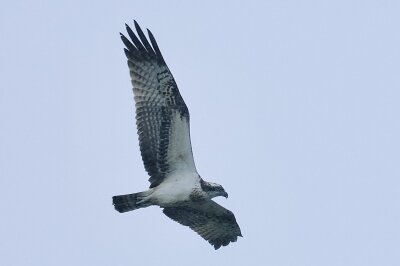IMG_6536