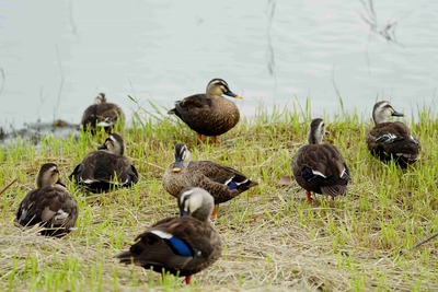 カルガモ_240822_東京港野鳥公園_潮入りの池_公財日本野鳥の会_レンジャー青木撮影