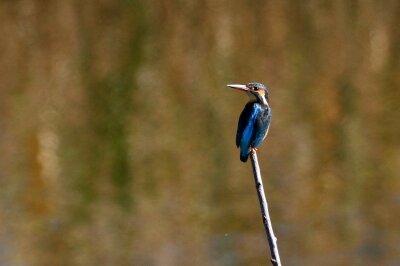 カワセミ_211126_東京港野鳥公園_恩田幸昌_MG_0205_trim