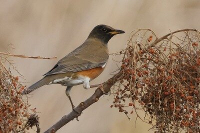 2025年12月19日の野鳥公園 : 東京港野鳥公園 レンジャーブログ