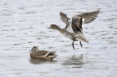 ヨシガモ_191010_潮入りの池2