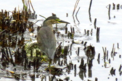 ササゴイ_170726_東京港野鳥公園_古沢撮影_IMG_0216_trim