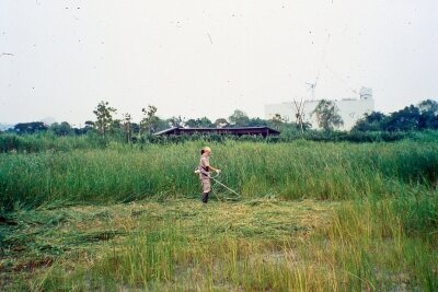 ポジ_1999年頃_泥湿地_草刈り