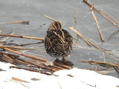 2026年2月8日の野鳥公園 : 東京港野鳥公園 レンジャーブログ