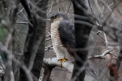 ハイタカ_250121_東京港野鳥公園_公財日本野鳥の会_レンジャー青木撮影2.1