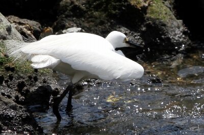 コサギ_230601_東京港野鳥公園_恩田幸昌_MG_1537_trim
