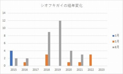 シオフキガイ_経年