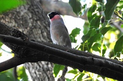 2025年11月14日の野鳥公園 : 東京港野鳥公園 レンジャーブログ