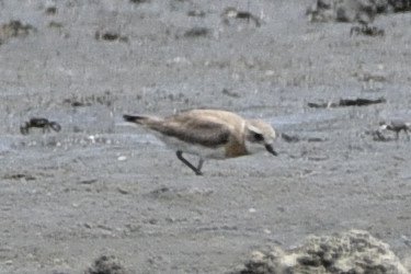 メダイチドリ_190730_前浜干潟2