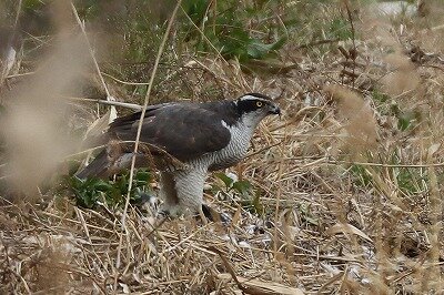 IMG_7272（トリミング）