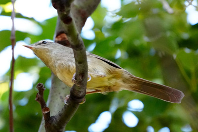 ウグイス_241130_東京港野鳥公園_東園_公財日本野鳥の会_レンジャー青木撮影