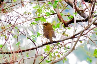 アカハラ_191127_東淡水池