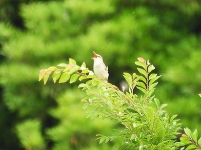 DSCN5007