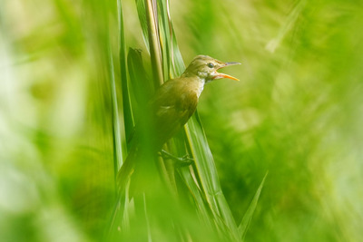 オオヨシキリ_240824_東京港野鳥公園_東淡水池_公財日本野鳥の会_レンジャー青木撮影1