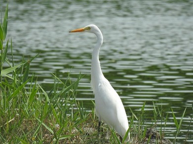 ◆ヒランヤ　かごめ　シルバー 希少スペック】ステルスプラス 3W KUROKAGE SILVER 60S