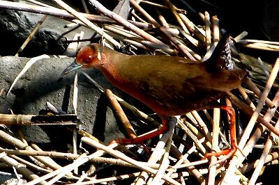 ヒクイナ_230928_東京港野鳥公園_恩田幸昌_MG_7730_trim