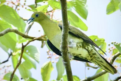 2025年8月5日の野鳥公園 : 東京港野鳥公園 レンジャーブログ