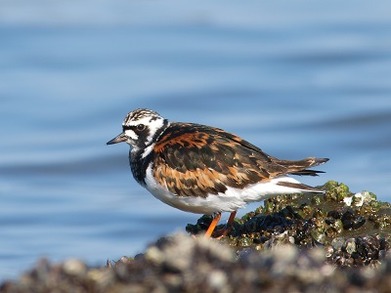 キョウジョシギ_110425_東京港野鳥公園)