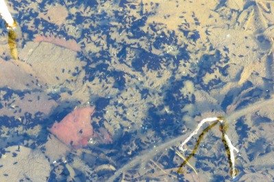 190302_アズマヒキガエル幼生_自然生態園_青木撮影2