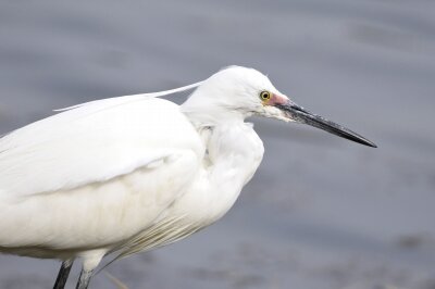 コサギ_20200322_潮入りの池