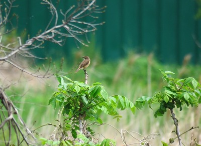 ノビタキ_20190501東京港野鳥公園