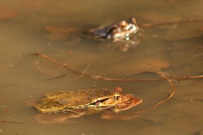 アズマヒキガエル_抱接_東京港野鳥公園_公財日本野鳥の会_野口撮影