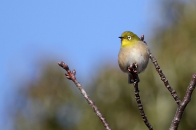 メジロ_180113_東京港野鳥公園_恩田撮影_MG_8722_trim