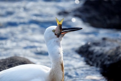 コサギ_241212_東京港野鳥公園_前浜干潟_公財日本野鳥の会_レンジャー青木撮影