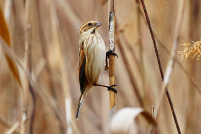 オオジュリン_250123_東京港野鳥公園_4号観察小屋_公財日本野鳥の会_レンジャー青木撮影1.1