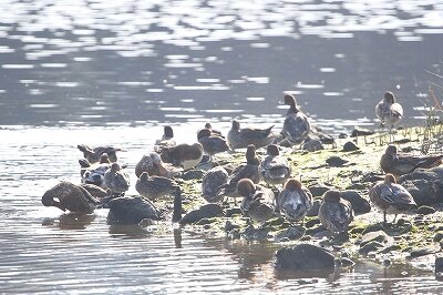 カモ類_231104_東京港野鳥公園_恩田幸昌_MG_0214_trim