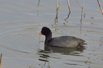 181226_オオバン_潮入り_古沢撮影 (2)