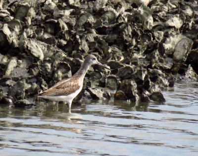 アオアシシギー190926－2号観察小屋前