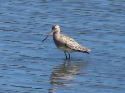 オオソリハシシギ_191009_潮入りの池