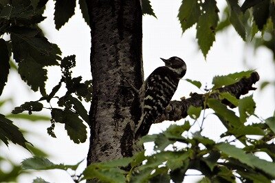DSC_0426 (2)